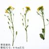 Tingli Flower Plant Specimen Flor Seca Flor Em Relevo Gota Cola Flor Seca Concha De Telefone Celular Vela De Aromaterapia Moldura De Foto De Flor