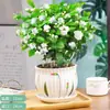 Mudas de Jasmim em Vaso de Flores Dobradas, Forte Aroma para Varanda Interna com Botões, Plantas Floríferas Fáceis de Cultivar que Florescem em Todas as Estações