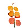 Hojas de Eucalipto Simuladas Accesorios para Arreglos Florales de Boda Hojas de Eucalipto Hoja de Dinero Ins Accesorios para Arreglos Florales Hojas Decorativas