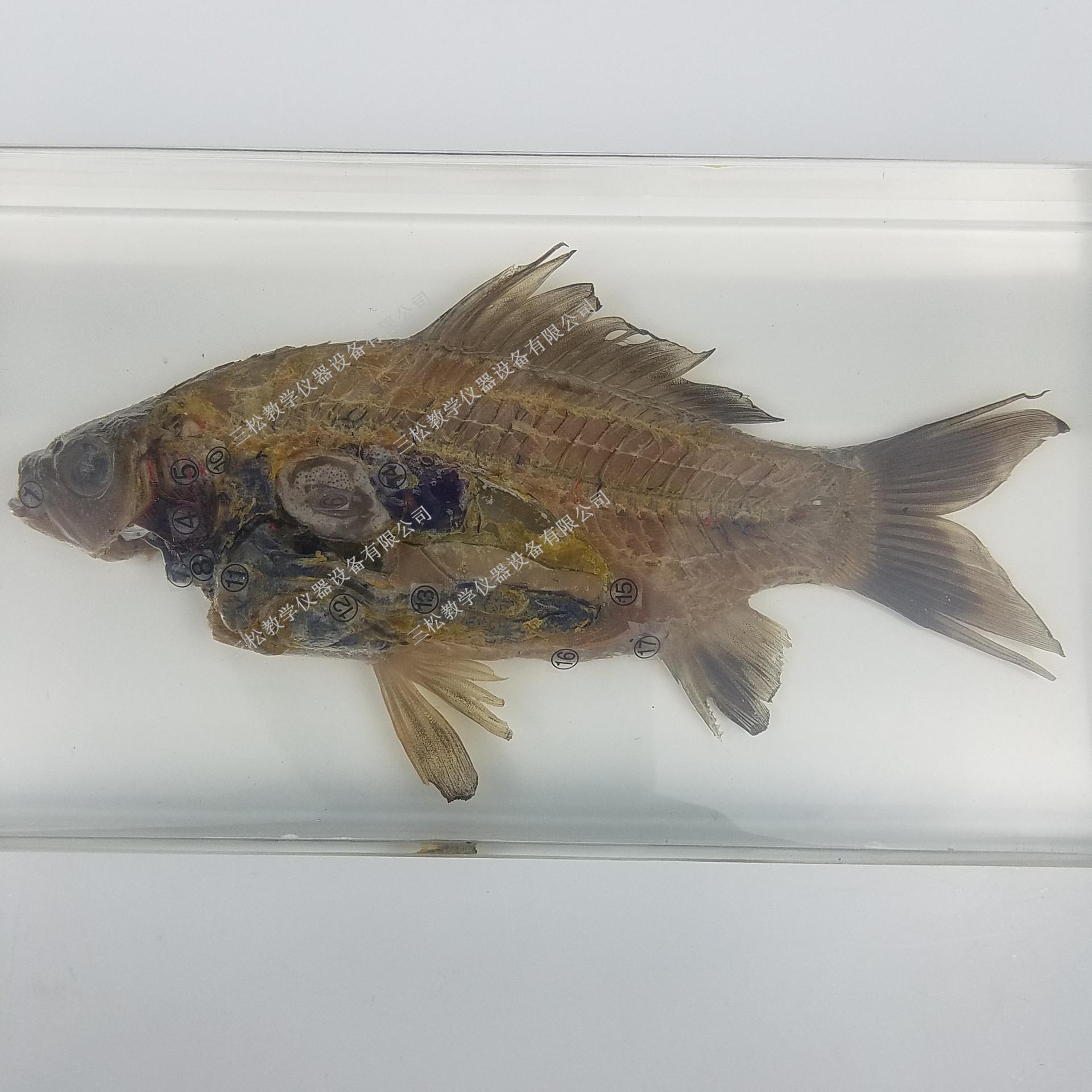 鱼解剖包埋标本细节图1_副本
