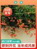 Dropshipping Plantas de Semillero de Tigre Trepador de Pared Hiedra Trepadora sin Hojas Plantas Jóvenes Semillas Todo el Año Enredaderas Trepadoras de Patio