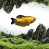Pez Manlong, Alevines de Agua Dulce, Peces Ornamentales, Fáciles de Criar, Resistentes, Peces Pequeños Que No Necesitan Oxígeno, Pez Lili Pequeño y Colorido, Peces Vivos para Principiantes
