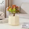 Planta Suculenta Flor Vermelha Lua em Vaso, Fácil de Cuidar, Planta Verde Resistente à Seca para Varanda e Jardim, Planta de Tronco Velho de Jade com Folha Vermelha