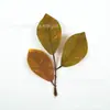 Nueva simulación de alta calidad, hoja de magnolia de tres ramas, resorte de hoja, color de otoño, material de accesorios de plantas verdes calientes de Amazon, hecho a mano para bricolaje