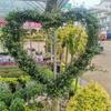 Dropshipping Flor Espejo Planta Árbol de Cera de Sichuan y Yunnan Ligustrum Oro Brillante Ciprés Azul Hielo Serie Piruleta Planta en Maceta Estilo Jardín