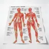 Pintura Sem Moldura de Órgãos Corporais da Amazon para Sala de Estar, Estudo, Academia, Impressão em Tela, Pintura Decorativa, Arte de Parede Pintada com Spray