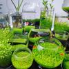 Sementes de Plantas Aquáticas para Aquário, Peixes e Plantas Aquáticas, Pacote de Lama para Plantas Aquáticas Sem Lavagem, Paisagismo Ecológico para Aquário, Sementes de Purificação da Qualidade da Água