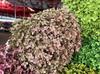 Flor Seca Hortensia Flor Eterna Hortensia Anna Rama Única Absorción de Color Hortensia Anna Flor Eterna Adornos Florales Floricultura Decorativa