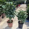 Bonsai de Planta Dinheiro, Ficus Lyrata, Planta Grande em Vaso, Verde para Interior de Escritório, Planta Verde Perene para Todas as Estações