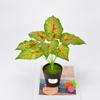 Ins Estilo Nórdico Simulação Planta Verde Planta em Vaso Sensação Folha Bonsai Simulação Flor Flor Falsa Decoração de Flores Ornamentos para Cross-Border