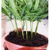 [Suministro Directo desde la Base] Podocarpus de Taiwán al por Mayor (90) Planta Verde Creativa Miniatura Bonsái Planta en Maceta para Oficina