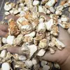 Colección de Especias: Anís estrellado, Canela, Hinojo, Pimienta, Comino, Adobo, Uso Comercial y Doméstico, Condimentos al por Mayor, Opciones Variadas, Pimienta de Sichuan, Chile