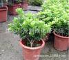 Plantas de Flores de Patio Macetas Jazmín Milanés Jazmín de Cuatro Estaciones Jazmín Triturado Flores Fragantes Plantas Verdes de Interior Escritorio Balcón