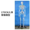 Adulto 1:1 modelo de esqueleto humano, 170 cm, esqueleto humano médico estándar, espécimen anatómico