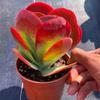 [Compra uno, llévate otro gratis] Planta Tangyin Suculenta Tronco Viejo Planta en Maceta Combinada Fácil de Cultivar para Principiantes Plantas Verdes y Florales para Balcón