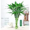 Flores Hidropónicas de Bambú de la Fortuna, Plantas Hidropónicas de Bambú de la Suerte, Plantas en Maceta, Plantas de Guanyin, Purificación del Aire Interior Durante Todo el Año
