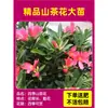 Camelia Xiangfei en maceta con brotes, flor roja de cinco colores, fácil de cultivar en interiores, florece en cualquier estación.