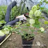 Hortensia Europea de Madera Rosa Flor de Hortensia Europea de Madera Semillero Bola de Nieve Plantas de Maceta para Jardín Resistentes al Frío y al Sol