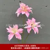 3 Flores de Lirio Simulación 3D Pequeño Libro Rojo Mismo recomendar Boda Decoración de Boda Flor Ventana Fotografía Paisaje