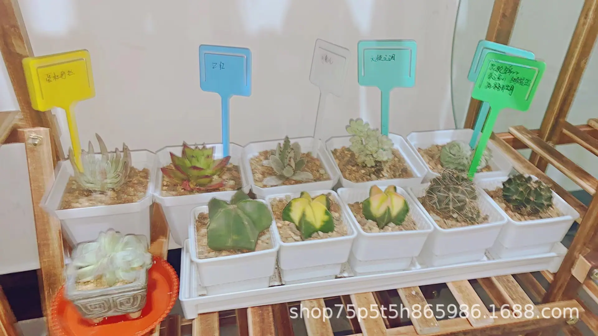 植物插杆2.jpg