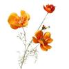 Flor artificial de alta calidad estilo nórdico Cosmos reina accesorios para fotografía de boda decoración de piso flor falsa flor gesang