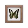 Especimen de Mariposa Real, Especimen de Insecto, Especimen Real en Marco de Vidrio, Decoración para el Hogar de Libélula, Decoración de Regalo de Cumpleaños