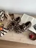 Zapatos Mary Jane franceses de suela blanda con estampado de leopardo, piel suave, colección retro primavera/otoño 2025, ante, punta cuadrada, perfectos con vestidos, forro de felpa, planos de moda