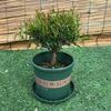 Red Nan de Hoja Pequeña es Perenne en Todas las Estaciones, Fácil de Cultivar en Interiores, Plantas Fáciles de Cuidar en la Sala de Estar, Adornos de Plantas Verdes de Escritorio para Oficina, Plantas Pequeñas en Maceta
