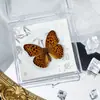 Foto de Espécime de Borboleta Real Porta-Retrato Caixa Transparente Ornamentos Estéreo Presente Ensino de Jardim de Infância Criativo Artesanal Adereços para Fotos
