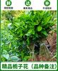 Plántulas de Gardenia, Plantas de Rosa, Plantas en Maceta para Balcón, Plantas Perennes para Todas las Estaciones, Ramas con Hojas, Paisajismo de Jardín, Purificación del Aire, Embellecimiento de Patios