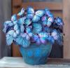 [E-commerce Transfronteiriço] Sementes de Flor Borboleta Lunar Sementes de Borboleta Sementes de Flor Viola Sementes de Flores para Jardim