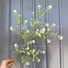 Plantas Verdes Artificiais para Casamento, Grama Aspargo Verde Estilo Floresta, Flores Artificiais Verdes, Materiais Florais Artificiais para Casamento, Série de Decoração para Salão de Casamento