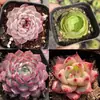 Base de planta suculenta autoproducida y autovendida al por mayor suculentas pequeñas combinación de flores plantas en maceta plantas carnosas Lithops Haworthia