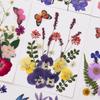 Paquete de Materiales DIY con Flores Secas en Relieve Marcapáginas Espécimen de Planta Hoja Real Pegamento en Relieve Funda para Teléfono Móvil Personalización Transfronteriza