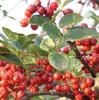 Dropshipping Plántulas de Pimienta de Ratán Hanyuan Auténticas de Sichuan Plántulas de Pimiento Verde Pimienta sin Espinas Pimiento Verde Dahongpao Comida