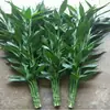 Planta de Bambú Hidropónica en Maceta Planta Verde Flor Flor de Interior Sala de Estar Brote de Bambú Verde Cultivado en Agua Venta al por Mayor