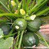 Semillas de Melón Verde West Lake de Maduración Temprana, Semillas de Pepino Pequeño de Maduración Temprana, Semillas de Verdura de Calabaza de Vid Corta Sin Zarcillos para Siembra en Campo