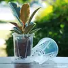 Vaso Transparente Hidrofóbico Controle de Raiz Ventilação para Orquídeas Phalaenopsis Vaso de Flores Respirável Plástico Família das Orquídeas Espessado Casa Vaso de Flores Simples