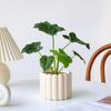 Planta Vaso Árvore do Dinheiro Sala de Estar Interna Fácil de Manter Escritório Hidropônico Planta Verde Pequeno Bonsai Perene Pequena Flor em Vaso
