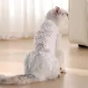 Suministros de Recuperación Post-Quirúrgica para Gatos Mascotas: Traje de Esterilización con Vendaje Transpirable y Cómodo Anti-Arañazos, Anti-Lamido, Anti-Mordeduras para Gata en Destete