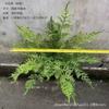 Nueva planta verde de simulación para exteriores, protector solar anti-ultravioleta, helecho de haz de selva tropical, helecho Pteris overlord