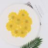 Especimen de Caléndula Goma Goteante Flor Seca diy Flor de Jabón Hecha a Mano Material Flor de Jabón Hecha a Mano Especimen de Enseñanza Vegetal Flor Verdadera Natural Material de Pantalla
