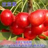 Una pieza de Dropshipping de cerezas grandes, plántulas de cerezas, plántulas injertadas, norte y sur, tierra, jardín en maceta, plantación de frutas de fin de año