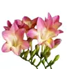 Bulbos de Alyssum Importados, Fresias en Maceta para Interiores y Exteriores, Flores Perennes de Cuatro Estaciones, Plantas con Flor Fáciles de Cultivar
