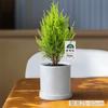 [Relajación] Pino Pequeño Fragante Árbol de Navidad Planta Verde Ciprés Planta de Escritorio de Oficina Maceta Regalo Navideño Regalo