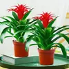 Plántulas de palma roja de la suerte en macetas grandes, adecuadas para exhibición en la sala de estar, flores y plantas hidropónicas cultivadas en casa, fáciles de cuidar en interiores y prosperan en todas las estaciones.
