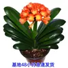 Planta de Clivia en maceta con capullos, plantas maduras y pequeñas, planta de floración de cuatro estaciones, planta verde de interior, fácil de cuidar, variedad 'Cabeza Redonda Monje'