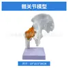 Simulación de Enseñanza Esqueleto Humano de Articulaciones Codo Muñeca Tobillo Hueso Hombro Rodilla Cadera Ligamento Ortopédico Modelo Médico