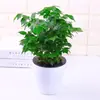 Plantas verdes para la oficina, plantas en maceta hidropónicas y a base de tierra, árboles de la fortuna, aloe vera, flores, plantas de escritorio, plantas de fácil cuidado y cocoteros en miniatura