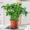 Ocho Direcciones de la Riqueza, Plantas en Maceta de Madera Patas de Pato, Plantas Fáciles de Cuidar, Plantas Verdes en la Oficina, Loto de Siete Hojas, Flores Purificadoras del Aire, Absorbente de Formaldehído